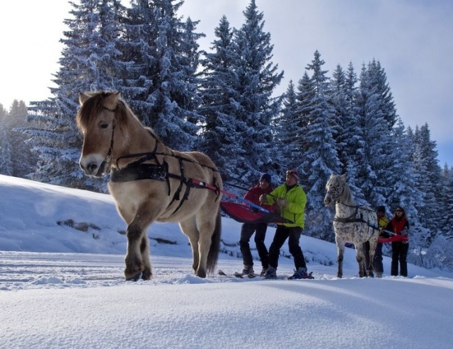  Servizi di ski joering 